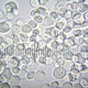 The humble baker’s yeast. Image: Wikimedia